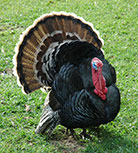 wholesale turkey