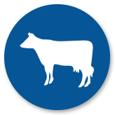 wholesale beef products