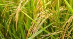Organic Rice