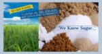 raw sugar