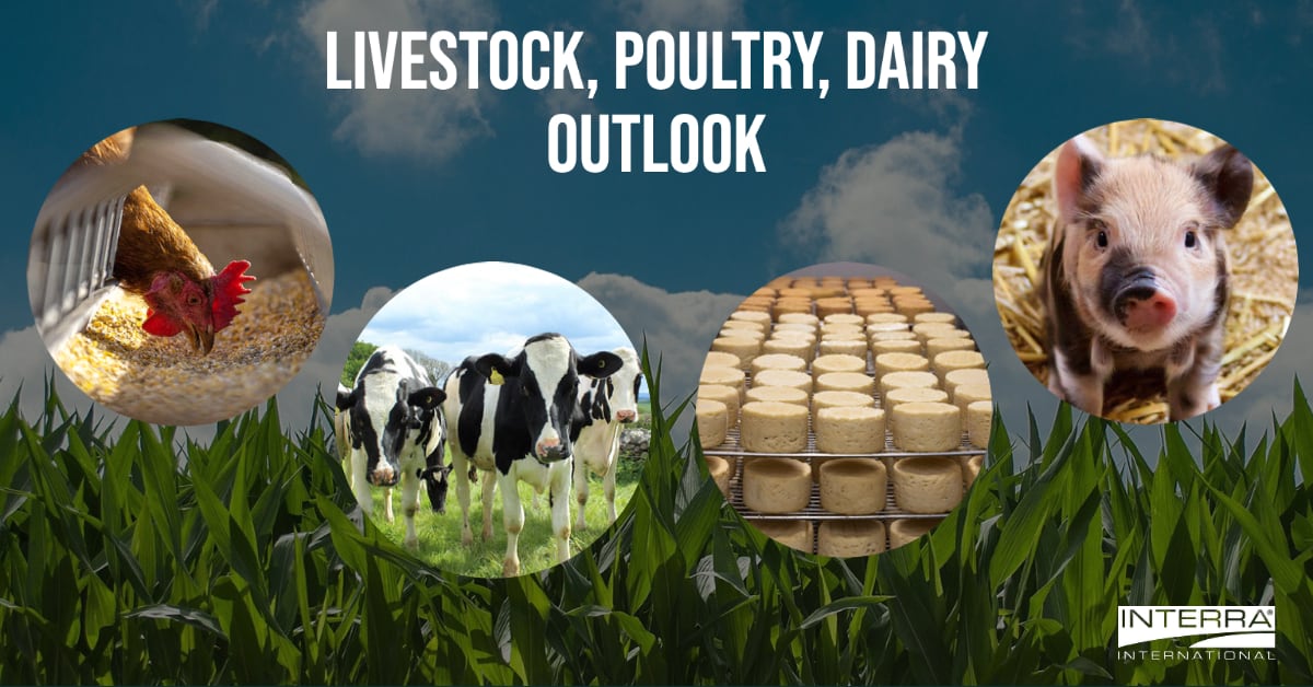 Interra International | Poultry and Dairy Outlook