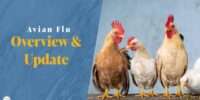 Interra International | Wholesale Poultry Products